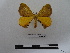  ( - BC-MNHN-LEP00801)  @11 [ ] Copyright (2019) Rodolphe Rougerie Museum national d'Histoire naturelle