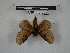  ( - BC-MNHN-LEP00816)  @11 [ ] Copyright (2019) Rodolphe Rougerie Museum national d'Histoire naturelle