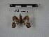  ( - BC-MNHN-LEP00838)  @11 [ ] Copyright (2019) Rodolphe Rougerie Museum national d'Histoire naturelle