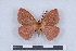  ( - BC-MNHN0304)  @11 [ ] Copyright (2011) Rodolphe Rougerie Research Collection of Rodolphe Rougerie