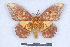  ( - BC-MNHN0320)  @14 [ ] Copyright (2011) Rodolphe Rougerie Research Collection of Rodolphe Rougerie