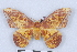 ( - BC-MNHN0321)  @11 [ ] Copyright (2011) Rodolphe Rougerie Research Collection of Rodolphe Rougerie