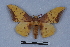  (Eacles impandensis - BC-MNHN0328)  @15 [ ] Copyright (2011) Rodolphe Rougerie Research Collection of Rodolphe Rougerie