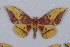  ( - BC-MNHN0341)  @11 [ ] Copyright (2011) Rodolphe Rougerie Research Collection of Rodolphe Rougerie
