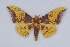  ( - BC-MNHN0334.1)  @11 [ ] Copyright (2011) Rodolphe Rougerie Research Collection of Rodolphe Rougerie