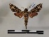  ( - BC-MNHN-Lep01149)  @11 [ ] Creative common (2021) Rodolphe Rougerie Museum national d'Histoire naturelle
