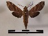  ( - BC-MNHN-Lep01157)  @11 [ ] Creative common (2021) Rodolphe Rougerie Museum national d'Histoire naturelle