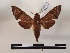  ( - BC-MNHN-Lep01159)  @11 [ ] Creative common (2021) Rodolphe Rougerie Museum national d'Histoire naturelle
