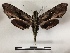  ( - BC-MNHN-Lep01133)  @11 [ ] Creative common (2021) Rodolphe Rougerie Museum national d'Histoire naturelle