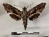  ( - BC-MNHN-Lep01134)  @11 [ ] Creative common (2021) Rodolphe Rougerie Museum national d'Histoire naturelle