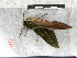  (Xylophanes tayrona - 2CO-1139)  @13 [ ] Copyright (2017) Rodolphe Rougerie Museum national d'Histoire naturelle, Paris