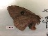  ( - RROU00492)  @12 [ ] Copyright (2017) Rodolphe Rougerie Museum national d'Histoire naturelle, Paris