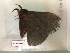  ( - RROU00496)  @12 [ ] Copyright (2017) Rodolphe Rougerie Museum national d'Histoire naturelle, Paris