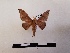  ( - BC-MNHN-Lep00995)  @11 [ ] Creative common (2021) Rodolphe Rougerie Museum national d'Histoire naturelle