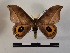  ( - BC-MNHN-Lep01059)  @11 [ ] Creative common (2021) Rodolphe Rougerie Museum national d'Histoire naturelle