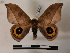  ( - BC-MNHN-Lep01060)  @11 [ ] Creative common (2021) Rodolphe Rougerie Museum national d'Histoire naturelle