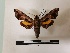  ( - BC-MNHN-Lep01116)  @11 [ ] Creative common (2021) Rodolphe Rougerie Museum national d'Histoire naturelle