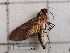  ( - BC-MNHN-LEP01591)  @11 [ ] creative common (2022) Rodolphe Rougerie Museum national d´Histoire naturelle, Paris