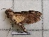  ( - BC-MNHN-LEP01592)  @11 [ ] creative common (2022) Rodolphe Rougerie Museum national d´Histoire naturelle, Paris