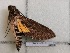  ( - BC-MNHN-LEP01593)  @11 [ ] creative common (2022) Rodolphe Rougerie Museum national d´Histoire naturelle, Paris