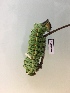  ( - RROU01072)  @11 [ ] CreativeCommons - Attribution (2018) Rodolphe Rougerie Museum national d'Histoire Naturelle, Paris