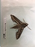  ( - BC-MNHN-LEP00246)  @11 [ ] CreativeCommons - Attribution (2018) Rodolphe Rougerie Museum national d'Histoire Naturelle, Paris