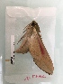  ( - BC-MNHN-LEP00248)  @11 [ ] CreativeCommons - Attribution (2018) Rodolphe Rougerie Museum national d'Histoire Naturelle, Paris