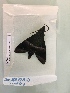  ( - BC-MNHN-LEP00278)  @12 [ ] CreativeCommons - Attribution (2018) Rodolphe Rougerie Museum national d'Histoire Naturelle, Paris