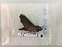  ( - BC-MNHN-LEP00329)  @12 [ ] CreativeCommons - Attribution (2018) Rodolphe Rougerie Museum national d'Histoire Naturelle, Paris