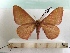  ( - BC-MNHN-LEP00343)  @11 [ ] CreativeCommons - Attribution (2018) Rodolphe Rougerie Museum national d'Histoire Naturelle, Paris