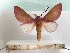  ( - BC-MNHN-LEP00344)  @11 [ ] CreativeCommons - Attribution (2018) Rodolphe Rougerie Museum national d'Histoire Naturelle, Paris