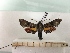  ( - BC-MNHN-LEP00347)  @11 [ ] CreativeCommons - Attribution (2018) Rodolphe Rougerie Museum national d'Histoire Naturelle, Paris