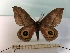  ( - BC-MNHN-LEP00349)  @11 [ ] CreativeCommons - Attribution (2018) Rodolphe Rougerie Museum national d'Histoire Naturelle, Paris