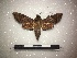  ( - BC-MNHN-LEP00326)  @13 [ ] Copyright (2019) Rodolphe Rougerie Muséum national d'Histoire naturelle, Paris