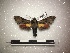  ( - BC-MNHN-LEP00347)  @11 [ ] Copyright (2019) Rodolphe Rougerie Muséum national d'Histoire naturelle, Paris