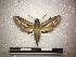  ( - BC-MNHN-LEP00246)  @11 [ ] Copyright (2019) Rodolphe Rougerie Muséum national d'Histoire naturelle, Paris