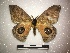  ( - RROU01068)  @11 [ ] Copyright (2019) Rodolphe Rougerie Muséum national d'Histoire naturelle, Paris