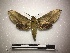  ( - RROU01064)  @13 [ ] Copyright (2019) Museum national d'Histoire Naturelle Museum national d'Histoire Naturelle