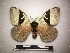  ( - RROU00523)  @13 [ ] Copyright (2019) Museum national d'Histoire Naturelle Museum national d'Histoire Naturelle