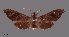  ( - NHRS-TOBI000003350)  @11 [ ] CreativeCommons - Attribution (2019) Swedish Museum of Natural History Swedish Museum of Natural History