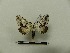  ( - BC-MNHN-LEP00007)  @11 [ ] CreativeCommons - Attribution (2018) Rodolphe Rougerie Museum national d'Histoire naturelle