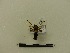  ( - BC-MNHN-LEP00010)  @11 [ ] CreativeCommons - Attribution (2018) Rodolphe Rougerie Museum national d'Histoire naturelle