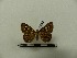  ( - BC-MNHN-LEP00014)  @11 [ ] CreativeCommons - Attribution (2018) Rodolphe Rougerie Museum national d'Histoire naturelle