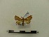  ( - BC-MNHN-LEP00032)  @12 [ ] CreativeCommons - Attribution (2018) Rodolphe Rougerie Museum national d'Histoire naturelle
