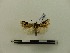  ( - BC-MNHN-LEP00037)  @11 [ ] CreativeCommons - Attribution (2018) Rodolphe Rougerie Museum national d'Histoire naturelle