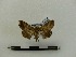  ( - BC-MNHN-LEP00048)  @11 [ ] CreativeCommons - Attribution (2018) Rodolphe Rougerie Museum national d'Histoire naturelle