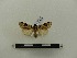  ( - BC-MNHN-LEP00058)  @11 [ ] CreativeCommons - Attribution (2018) Rodolphe Rougerie Museum national d'Histoire naturelle