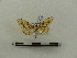  ( - BC-MNHN-LEP00067)  @11 [ ] CreativeCommons - Attribution (2018) Rodolphe Rougerie Museum national d'Histoire naturelle