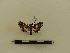  ( - BC-MNHN-LEP00084)  @11 [ ] CreativeCommons - Attribution (2018) Rodolphe Rougerie Museum national d'Histoire naturelle