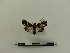  ( - BC-MNHN-LEP00095)  @11 [ ] CreativeCommons - Attribution (2018) Rodolphe Rougerie Museum national d'Histoire naturelle